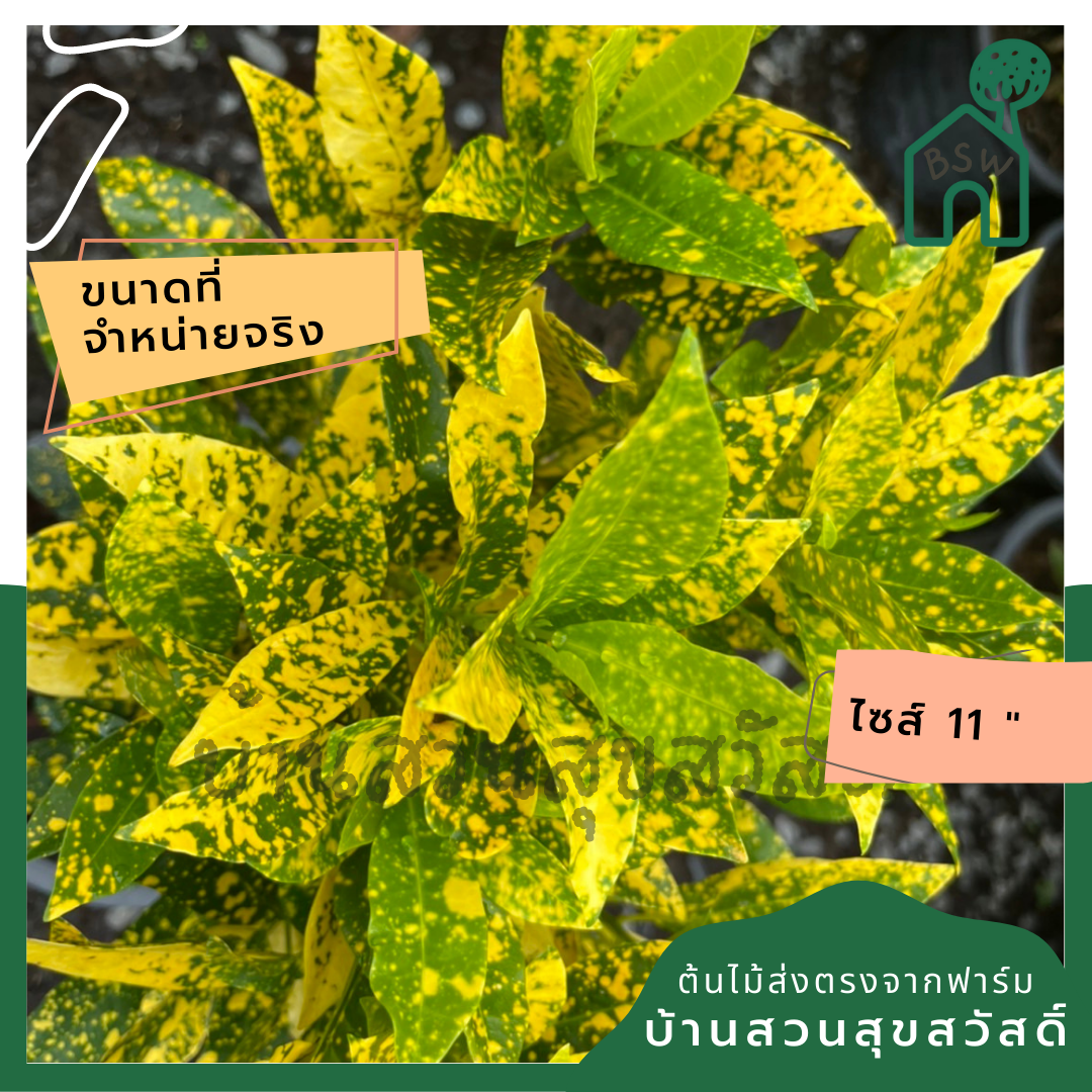 โกสน ใบส้ม ส่งพร้อมกระถาง 11 นิ้ว