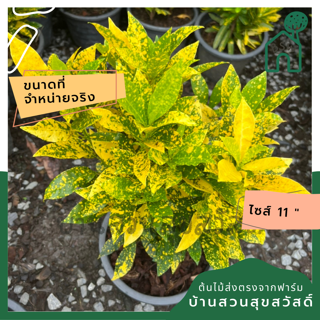 โกสน ใบส้ม ส่งพร้อมกระถาง 11 นิ้ว