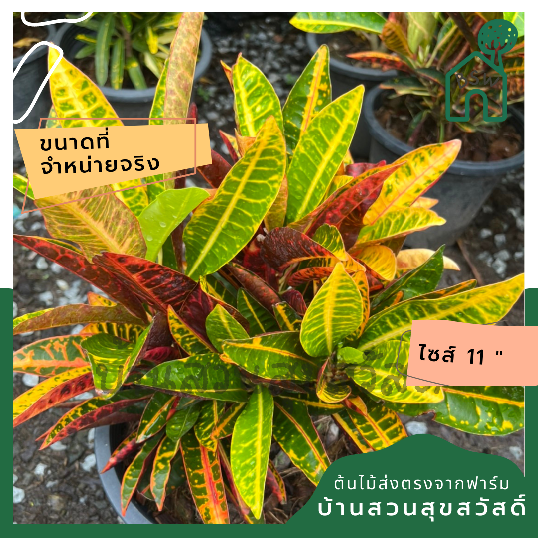 โกสน สาวเชียงใหม่ ส่งพร้อมกระถาง 11 นิ้ว