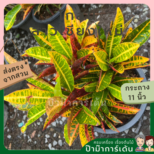 โกสน สาวเชียงใหม่ ส่งพร้อมกระถาง 11 นิ้ว