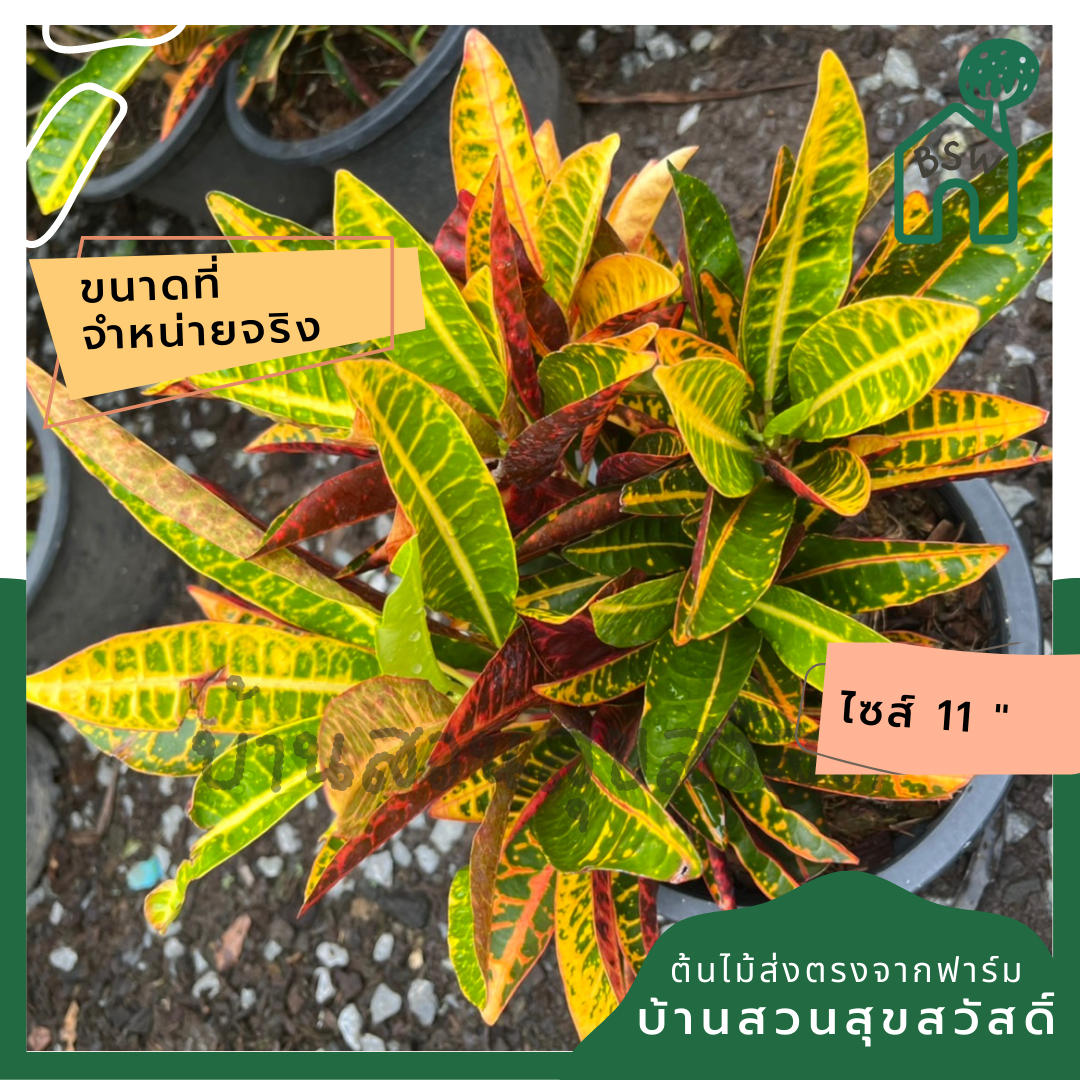 โกสน สาวเชียงใหม่ ส่งพร้อมกระถาง 11 นิ้ว