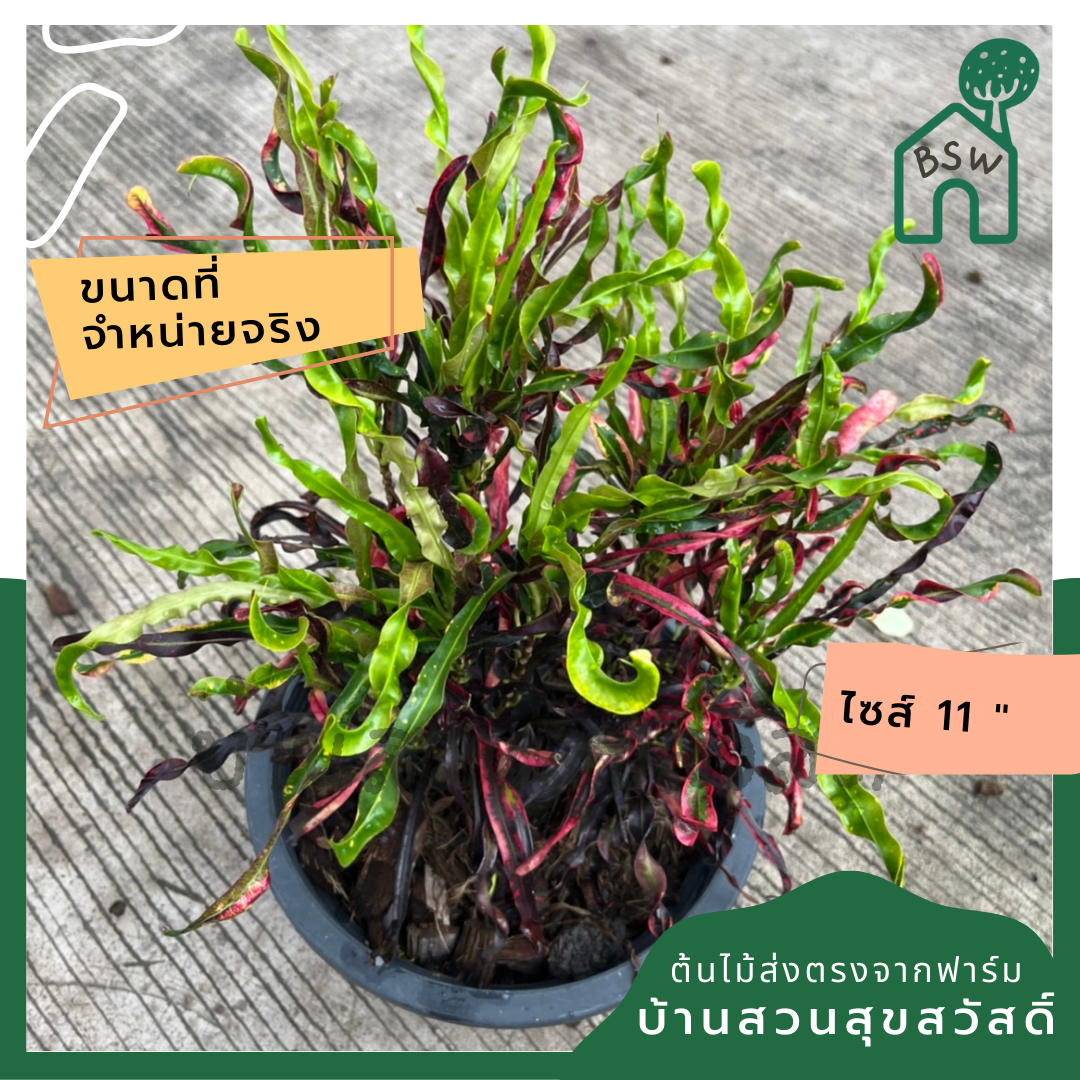 โกสน ขุนช้างถวายฎีกา ส่งพร้อมกระถาง 11 นิ้ว