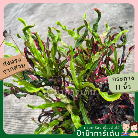โกสน ขุนช้างถวายฎีกา ส่งพร้อมกระถาง 11 นิ้ว