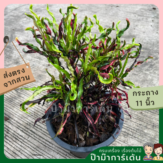 โกสน ขุนช้างถวายฎีกา ส่งพร้อมกระถาง 11 นิ้ว