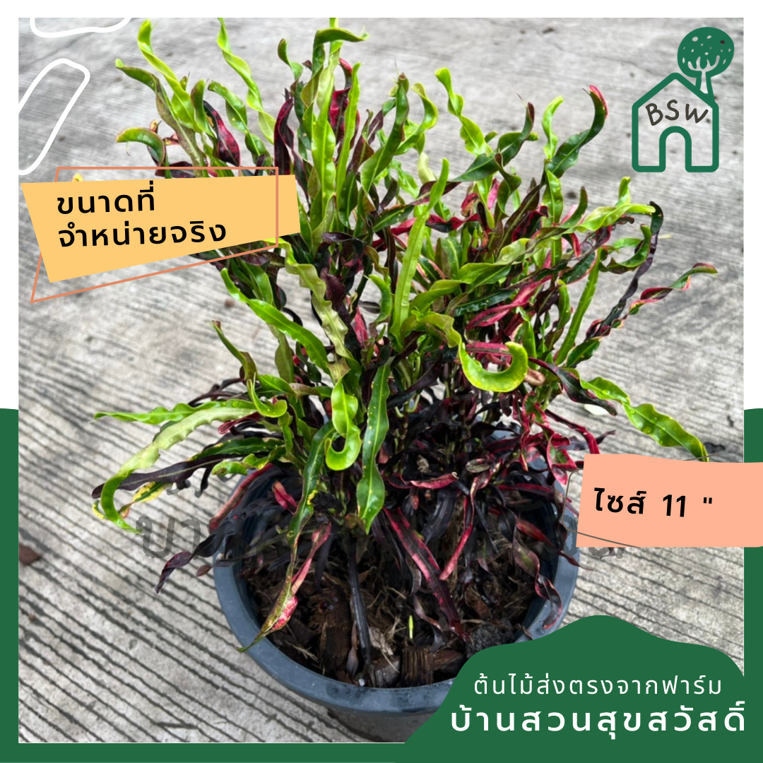 โกสน ขุนช้างถวายฎีกา ส่งพร้อมกระถาง 11 นิ้ว