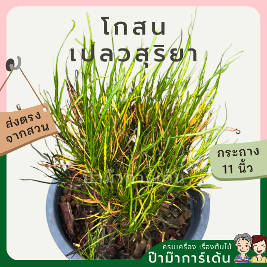 โกสน เปลวสุริยา ส่งพร้อมกระถาง 11 นิ้ว