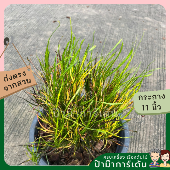 โกสน เปลวสุริยา ส่งพร้อมกระถาง 11 นิ้ว