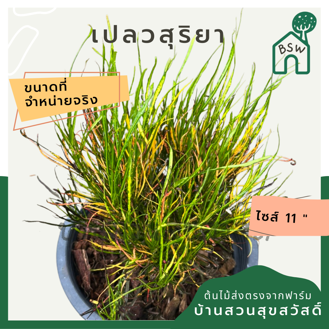 โกสน เปลวสุริยา ส่งพร้อมกระถาง 11 นิ้ว