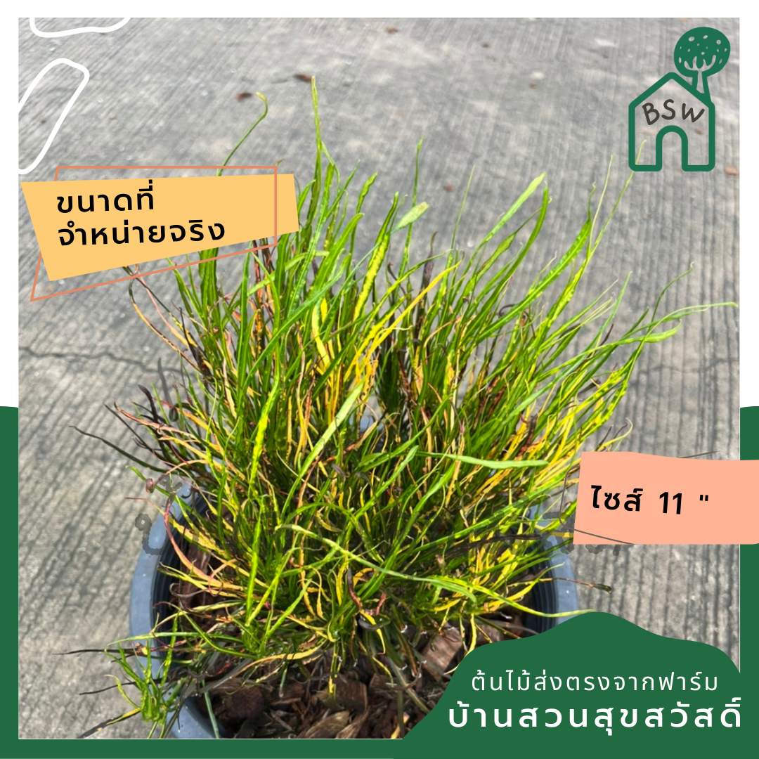 โกสน เปลวสุริยา ส่งพร้อมกระถาง 11 นิ้ว