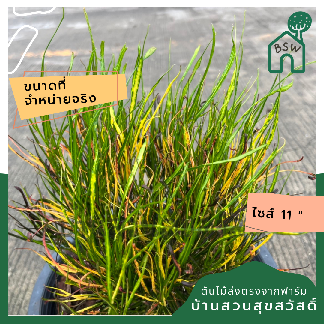 โกสน เปลวสุริยา ส่งพร้อมกระถาง 11 นิ้ว