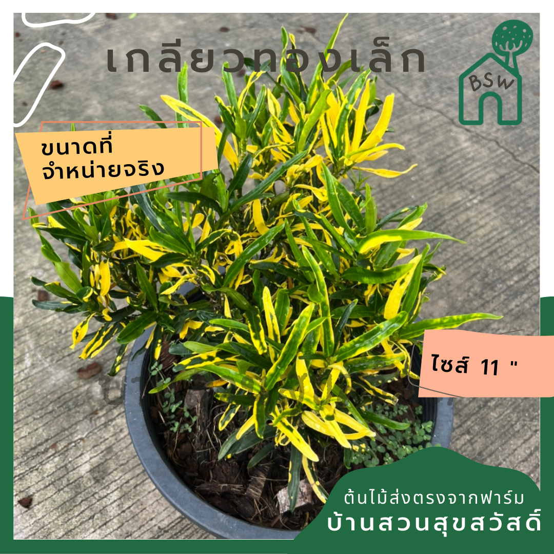 โกสน เกลียวทองเล็ก ส่งพร้อมกระถาง 11 นิ้ว