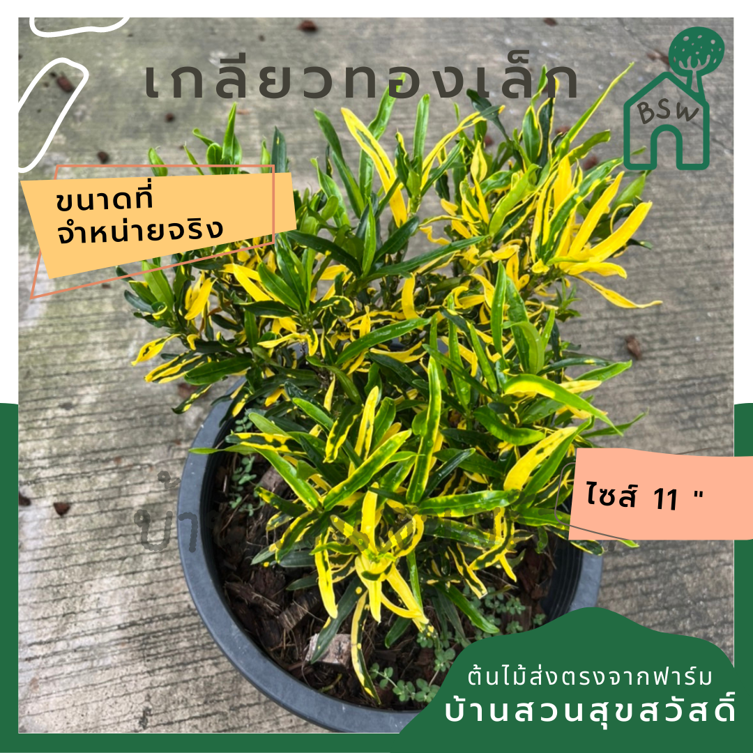 โกสน เกลียวทองเล็ก ส่งพร้อมกระถาง 11 นิ้ว