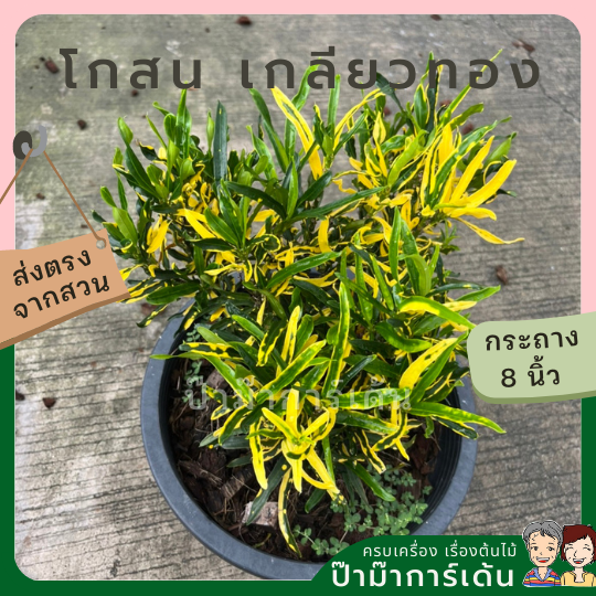 โกสน เกลียวทองเล็ก ส่งพร้อมกระถาง 11 นิ้ว