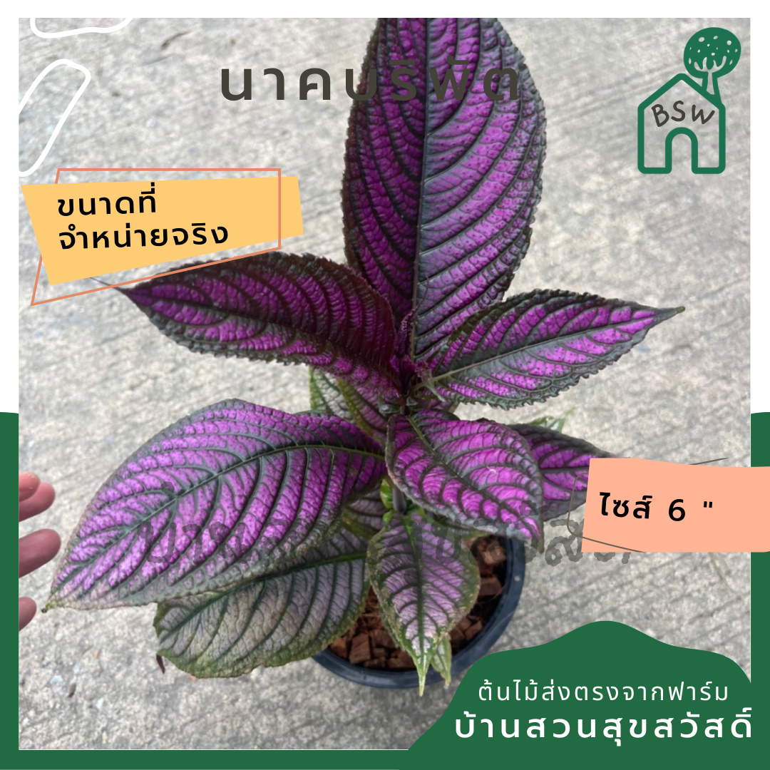 นาคบริพัต ส่งพร้อมกระถาง 6 นิ้ว