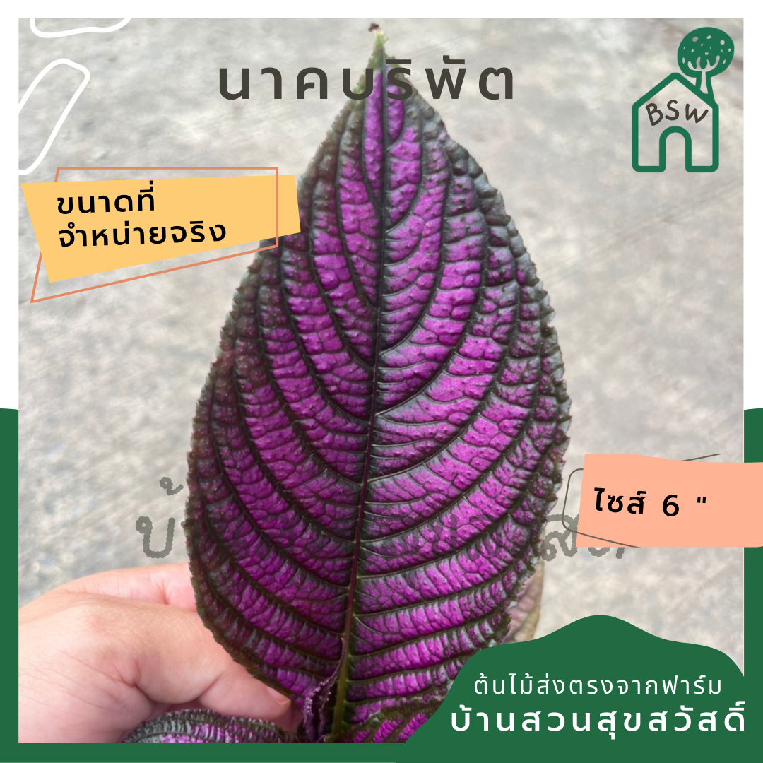 นาคบริพัต ส่งพร้อมกระถาง 6 นิ้ว