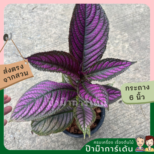 นาคบริพัต ส่งพร้อมกระถาง 6 นิ้ว