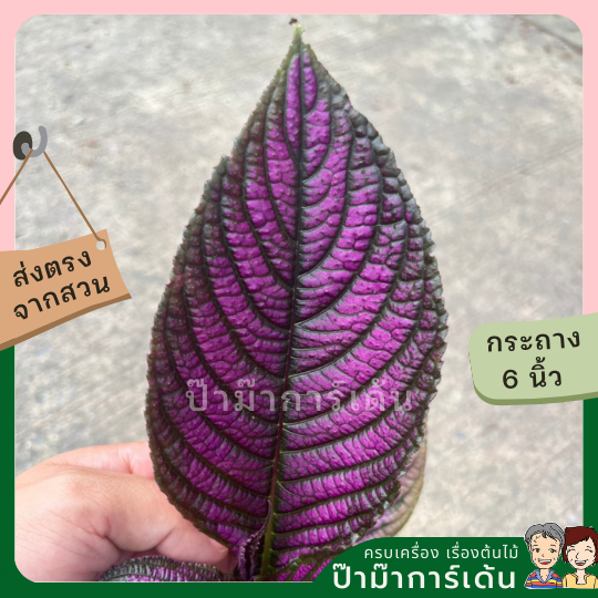 นาคบริพัต ส่งพร้อมกระถาง 6 นิ้ว