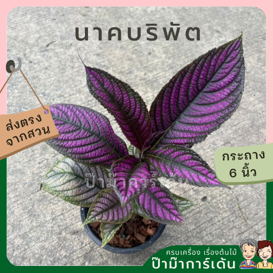 นาคบริพัต ส่งพร้อมกระถาง 6 นิ้ว