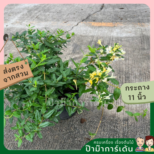 สายน้ำผึ้ง ส่งพร้อมกระถาง 6 นิ้ว