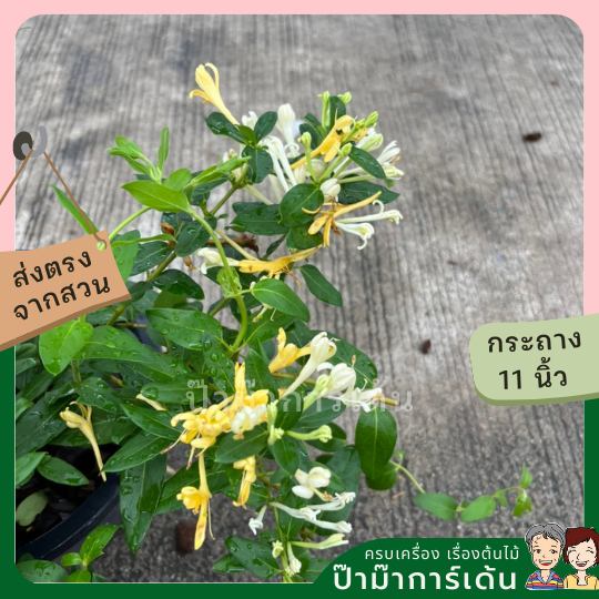สายน้ำผึ้ง ส่งพร้อมกระถาง 6 นิ้ว