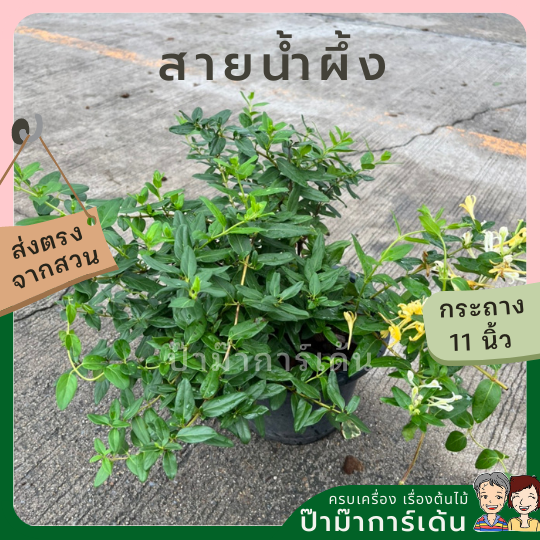 สายน้ำผึ้ง ส่งพร้อมกระถาง 6 นิ้ว