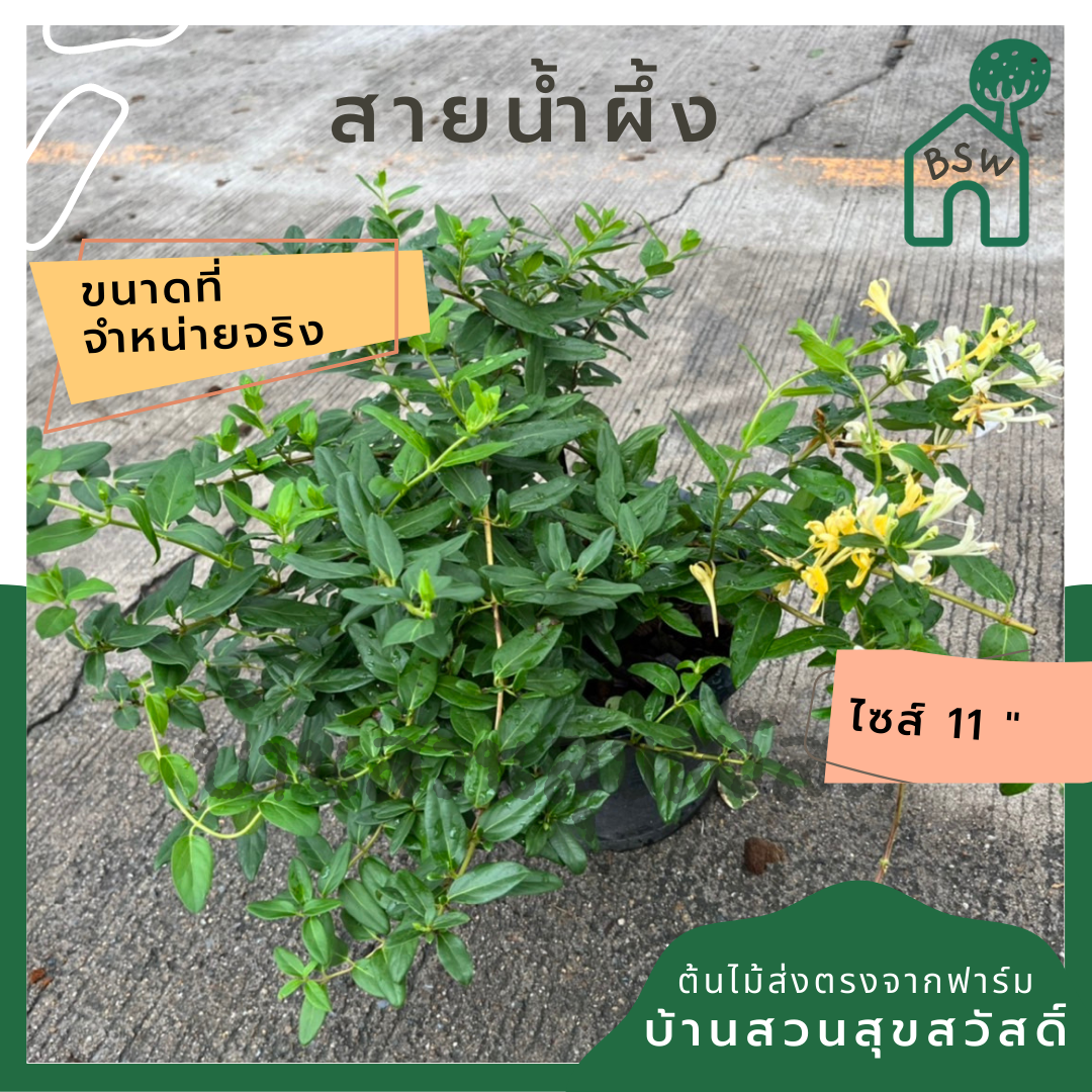 สายน้ำผึ้ง ส่งพร้อมกระถาง 6 นิ้ว