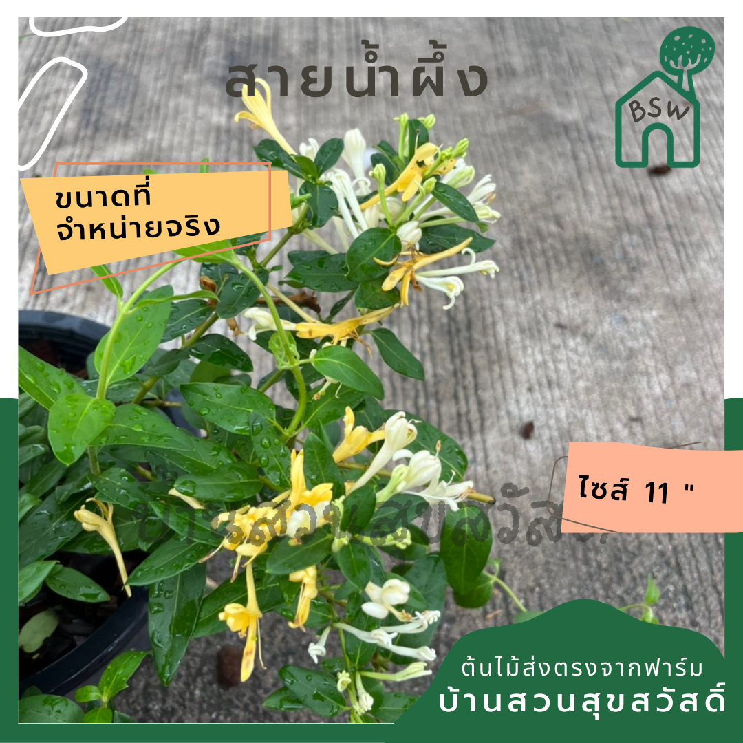 สายน้ำผึ้ง ส่งพร้อมกระถาง 6 นิ้ว