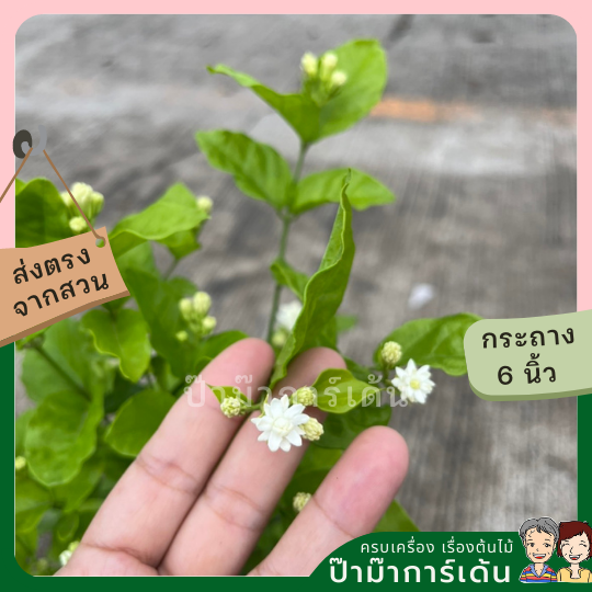 มะลิฉัตรพิกุล ส่งพร้อมกระถาง 6 นิ้ว