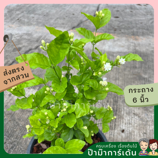 มะลิฉัตรพิกุล ส่งพร้อมกระถาง 6 นิ้ว