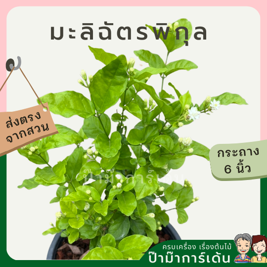 มะลิฉัตรพิกุล ส่งพร้อมกระถาง 6 นิ้ว