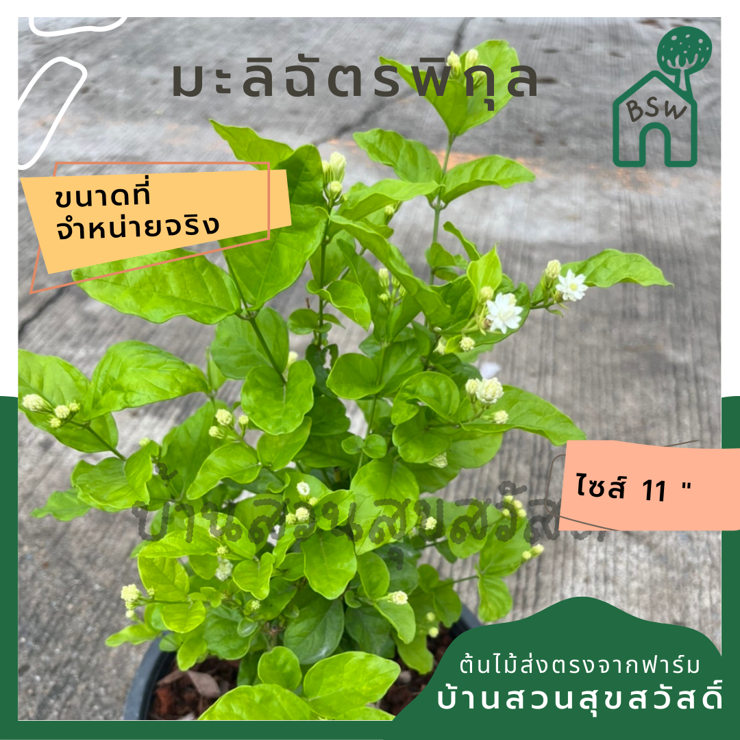 มะลิฉัตรพิกุล ส่งพร้อมกระถาง 6 นิ้ว