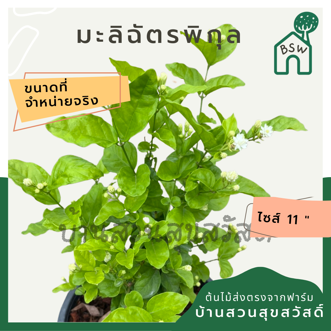 มะลิฉัตรพิกุล ส่งพร้อมกระถาง 6 นิ้ว