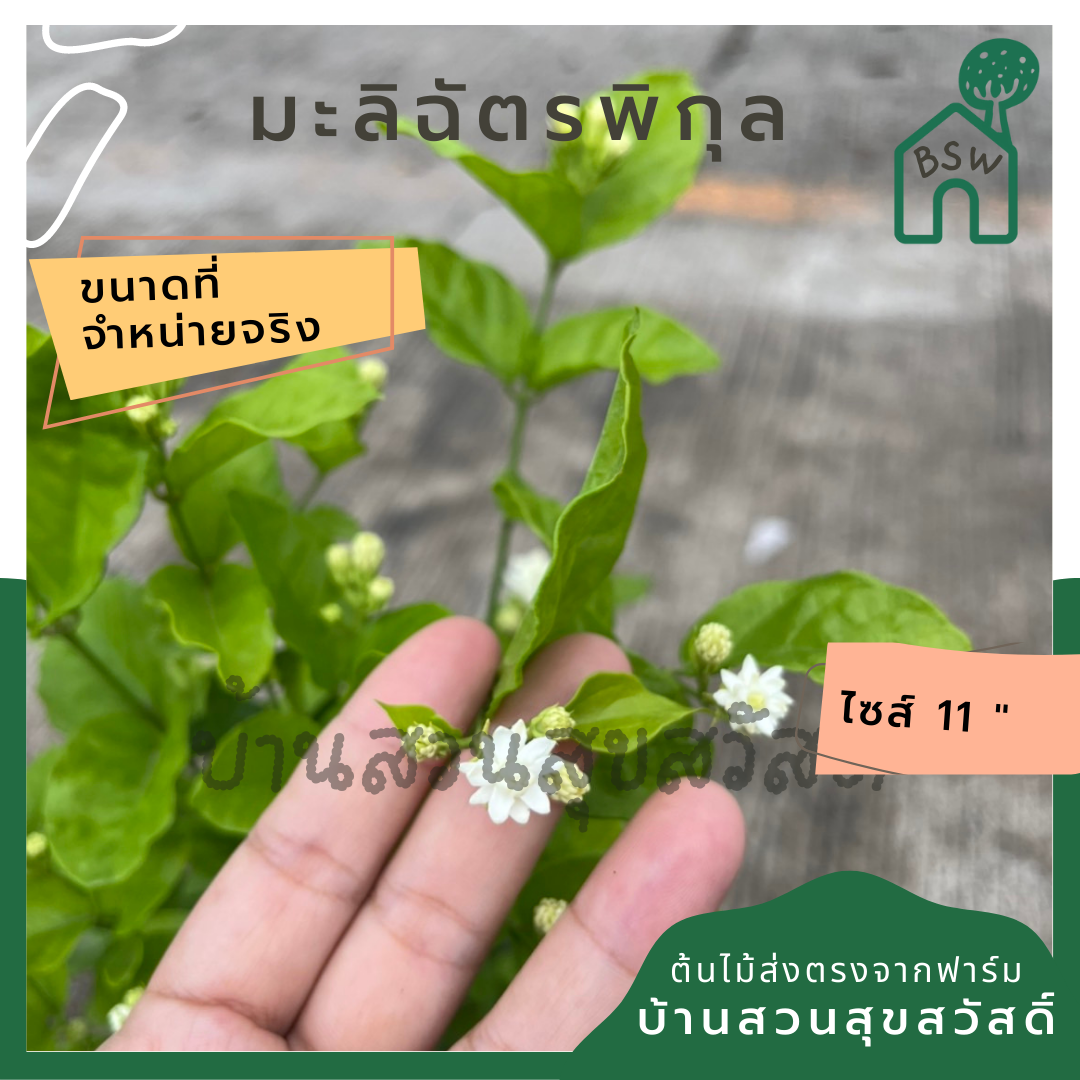 มะลิฉัตรพิกุล ส่งพร้อมกระถาง 6 นิ้ว