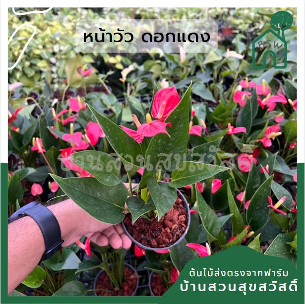 หน้าวัวแคระ มาพร้อมกระถาง