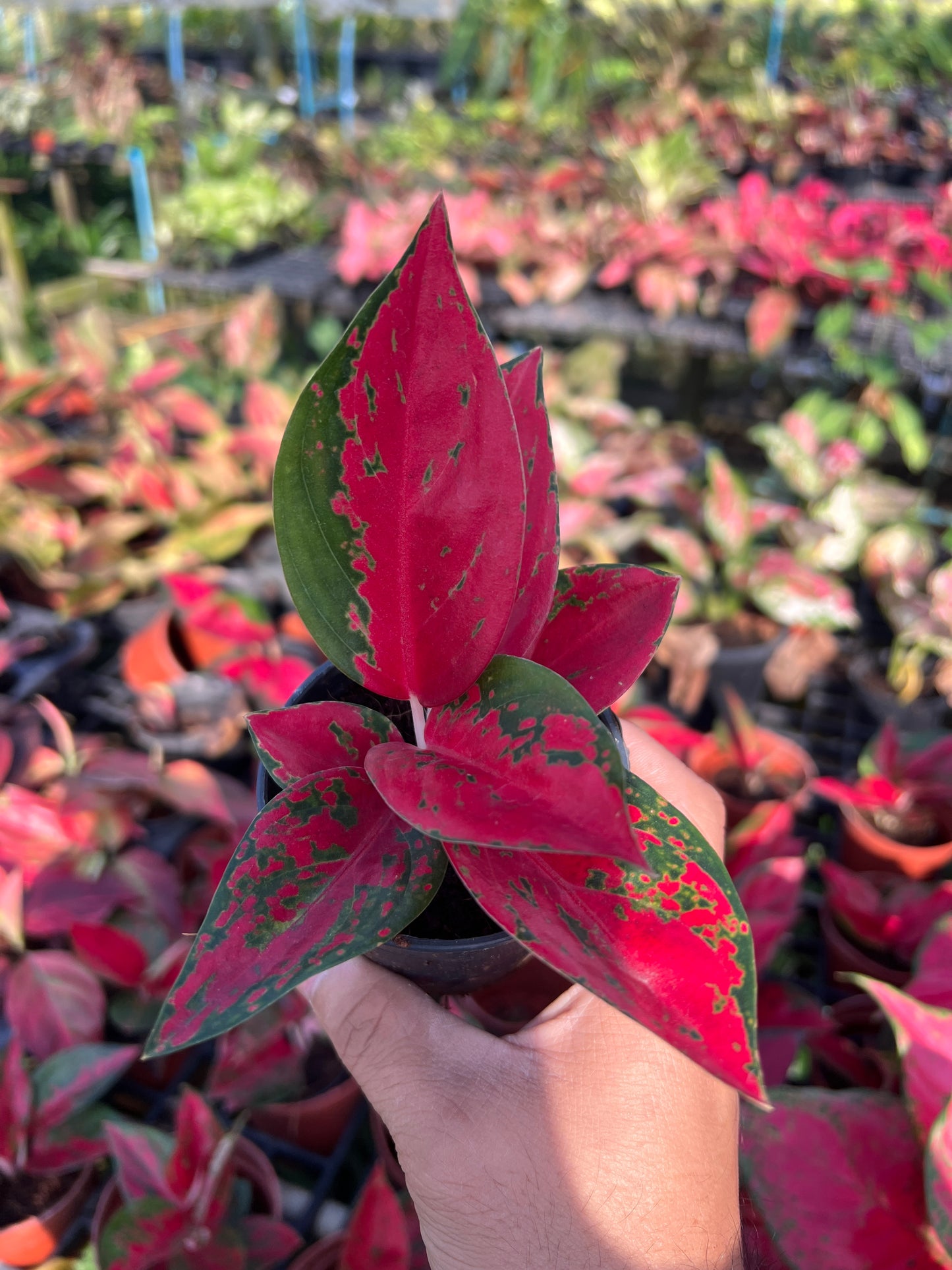 อโกลนีมา ซุปเปอร์สตาร์ Aglaonema Superstar ส่งพร้อมกระถาง