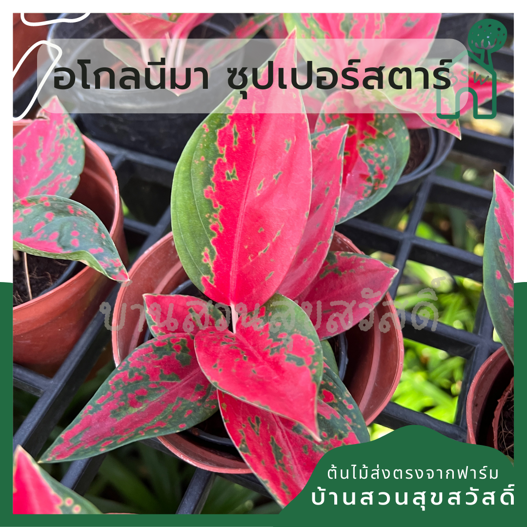อโกลนีมา ซุปเปอร์สตาร์ Aglaonema Superstar ส่งพร้อมกระถาง