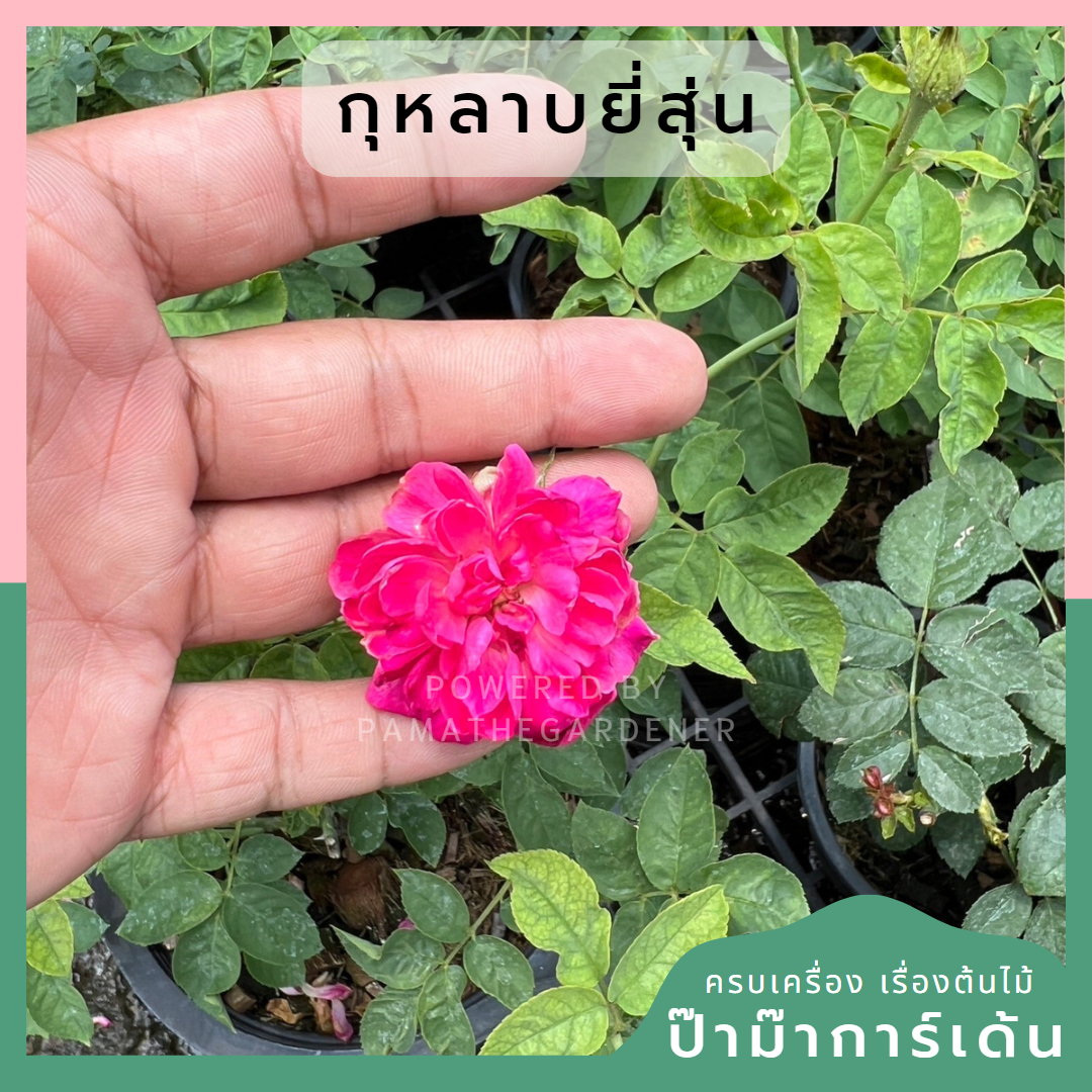 กุหลาบยี่สุ่น ส่งพร้อมมกระถาง 8 นิ้ว ส่งพร้อมต้น ออกดอก