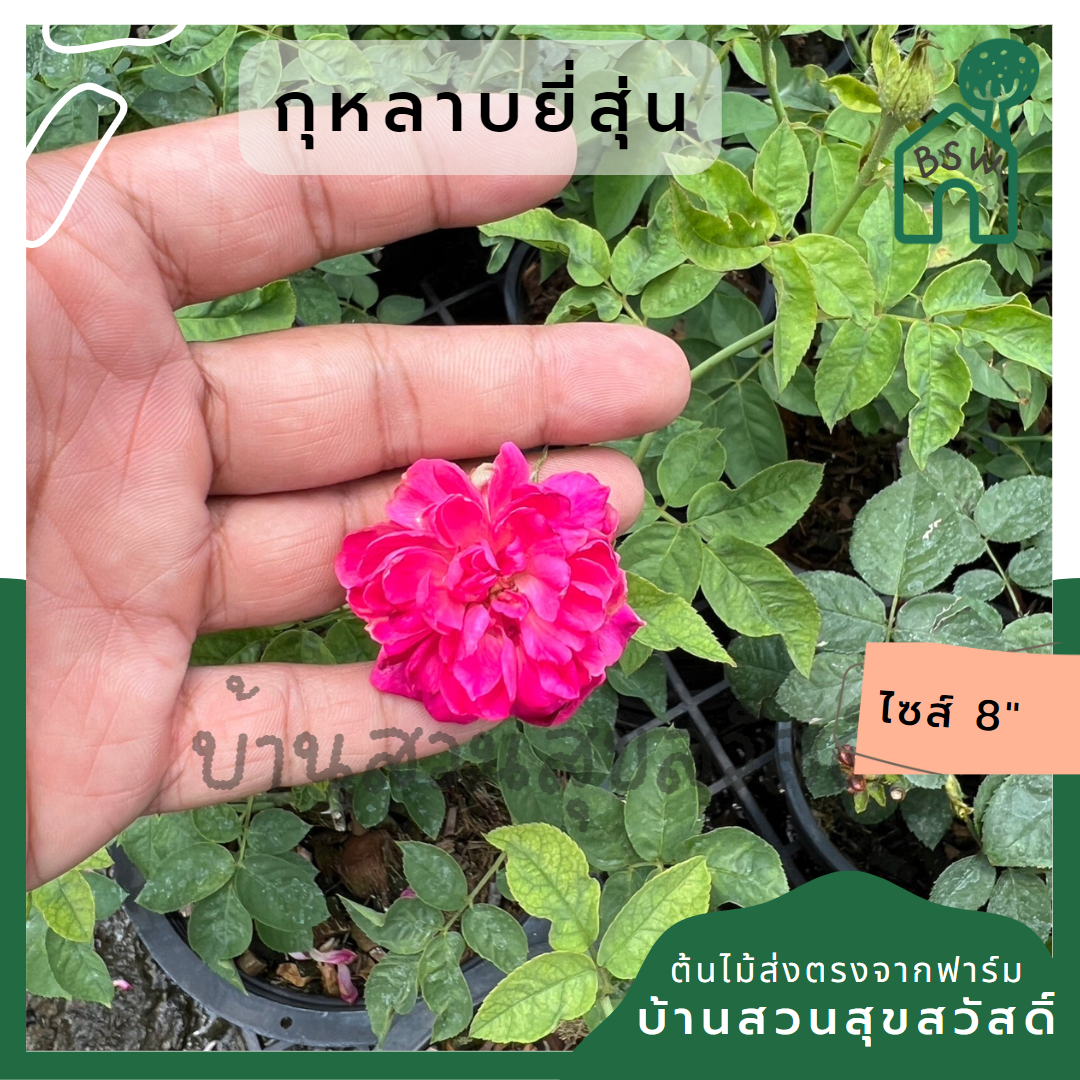 กุหลาบยี่สุ่น ส่งพร้อมมกระถาง 8 นิ้ว ส่งพร้อมต้น ออกดอก
