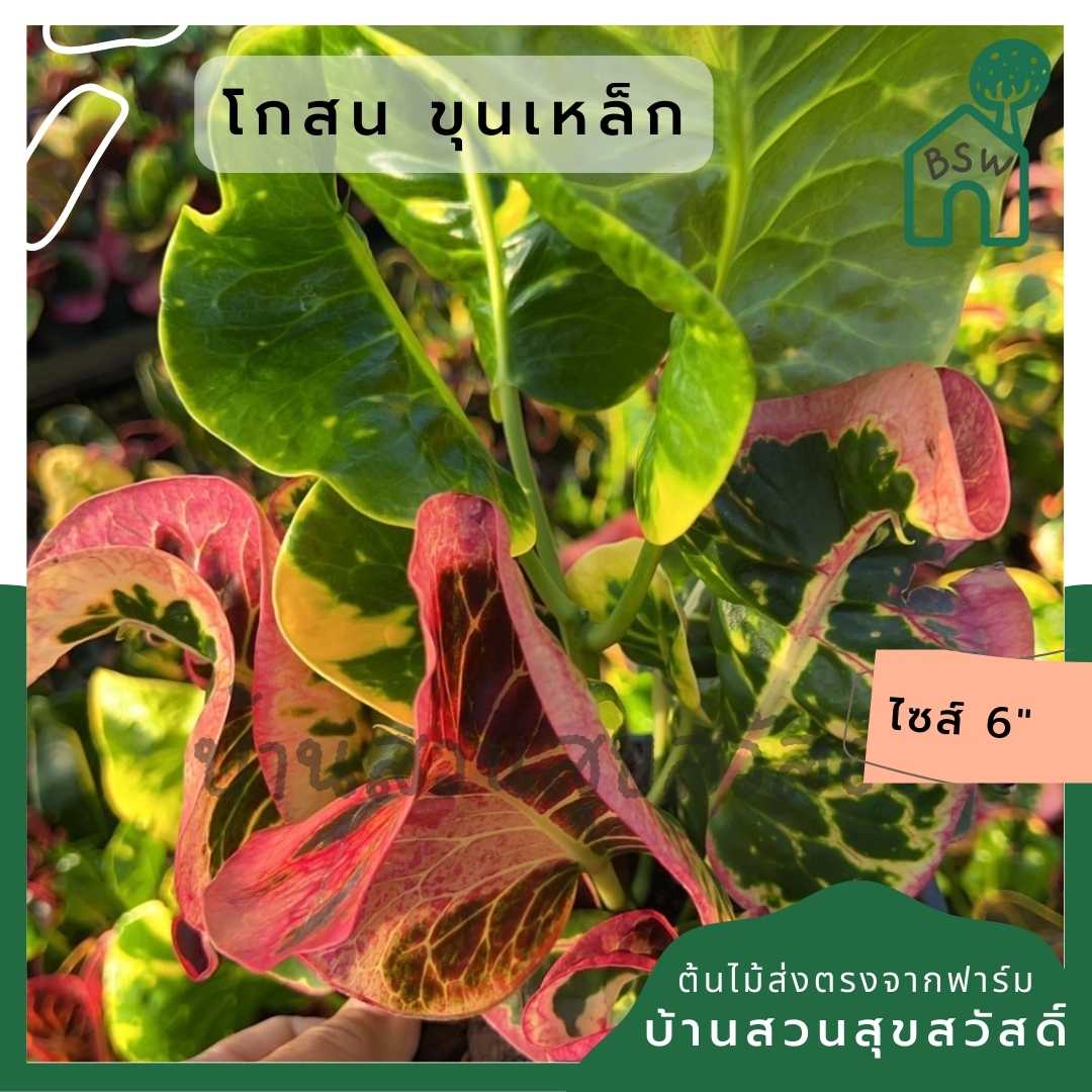 โกสนขุนเหล็ก ส่งพร้อมกระถาง 6 นิ้ว
