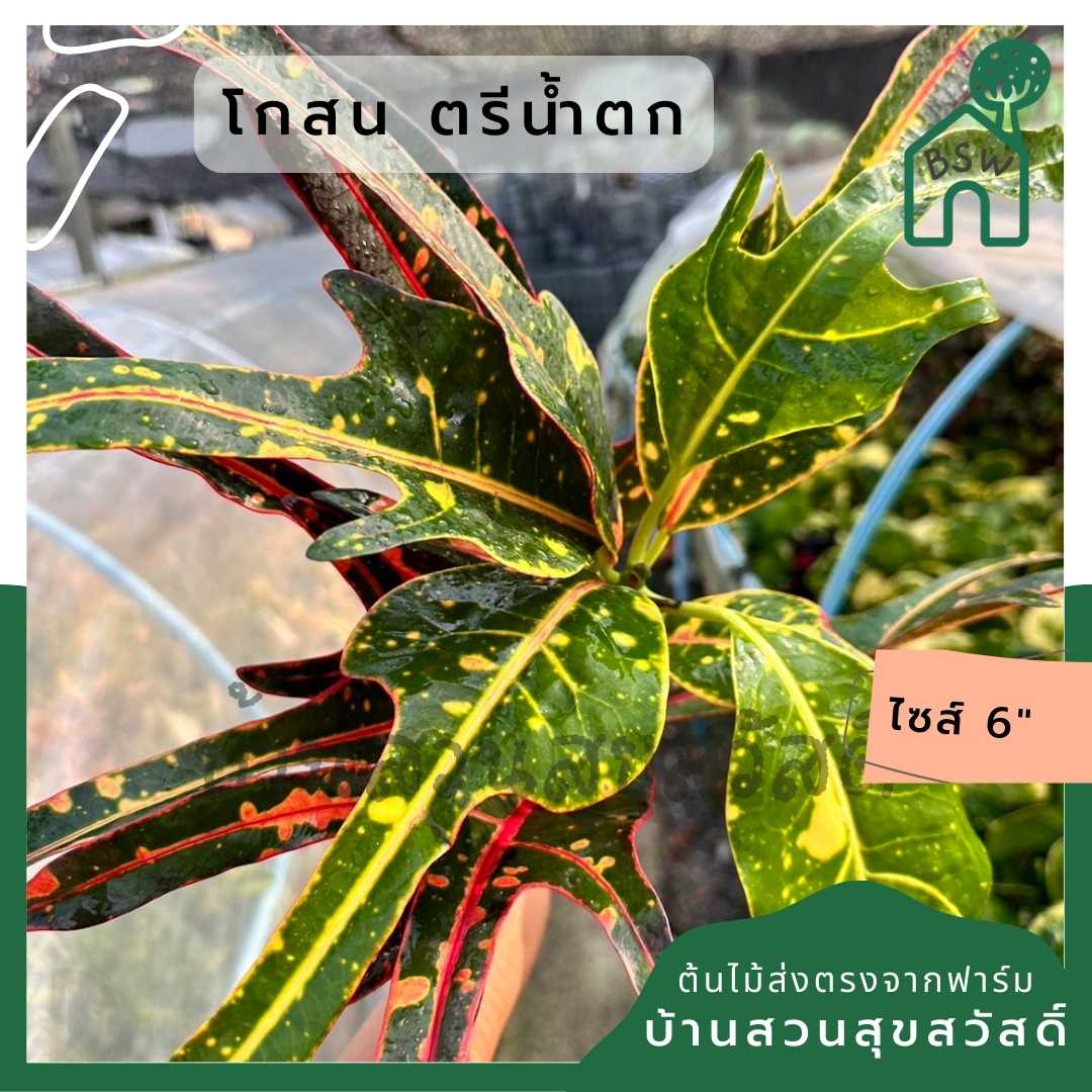 โกสนตรีน้ำตก ส่งพร้อมกระถาง 6 นิ้ว