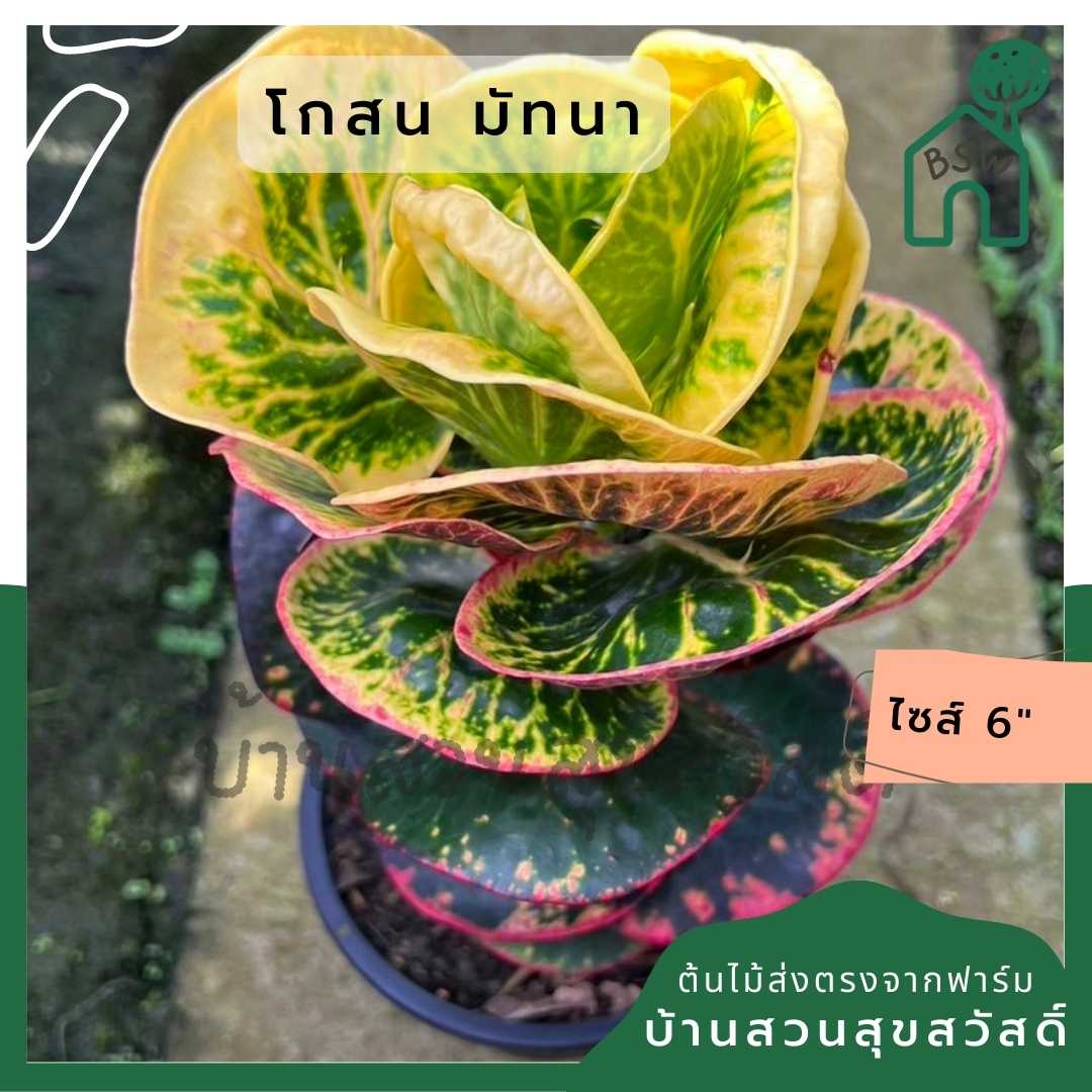 โกสนมัทนา ส่งพร้อมกระถาง 6 นิ้ว