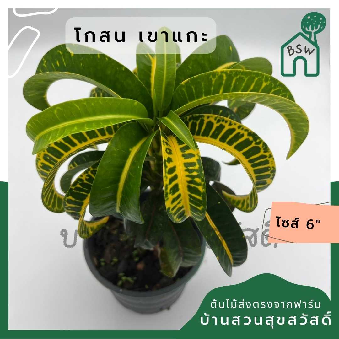 โกสนเขาแกะ ส่งพร้อมกระถาง 6 นิ้ว