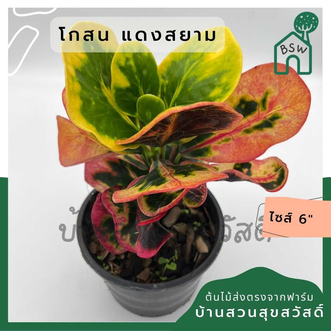 โกสนแดงสยาม ส่งพร้อมกระถาง 6 นิ้ว