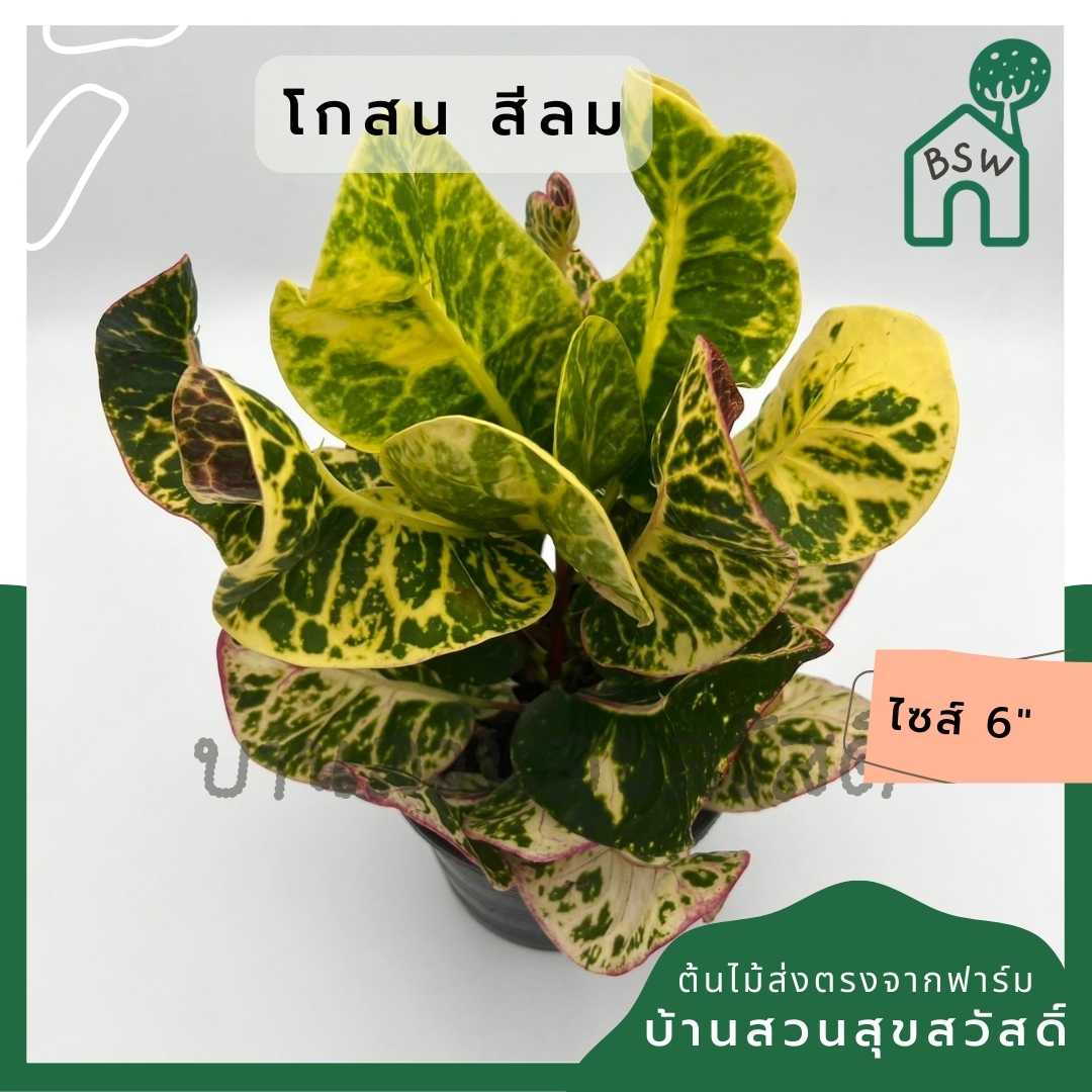 โกสนสีลม ส่งพร้อมกระถาง 6 นิ้ว