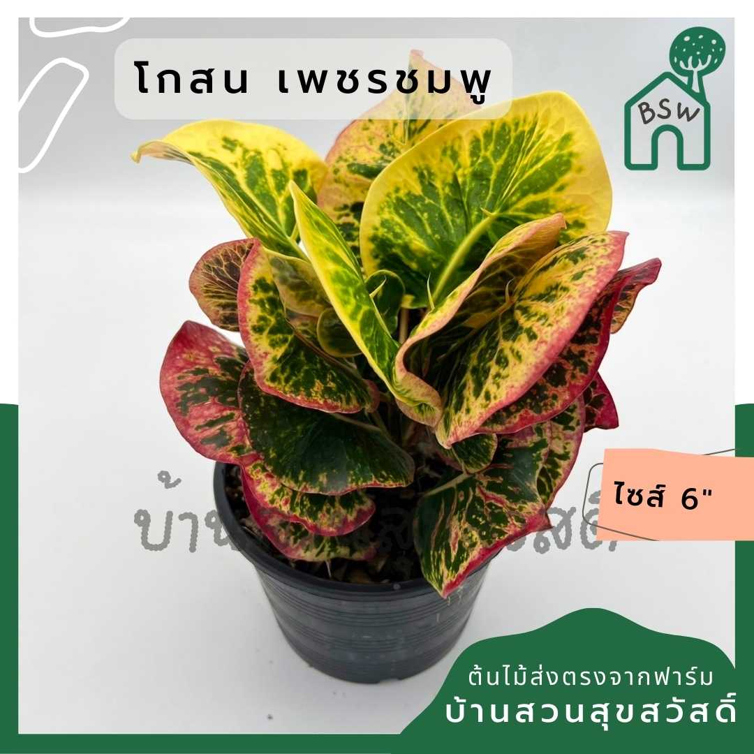 โกสนเพชรชมพู ส่งพร้อมกระถาง 6 นิ้ว