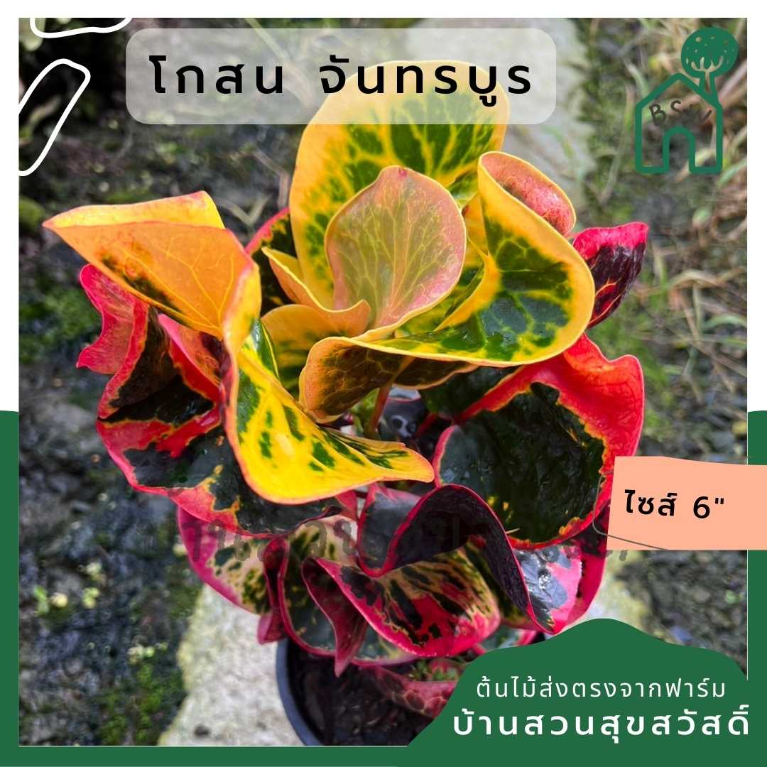 โกสนจันทบูร ส่งพร้อมกระถาง 6 นิ้ว