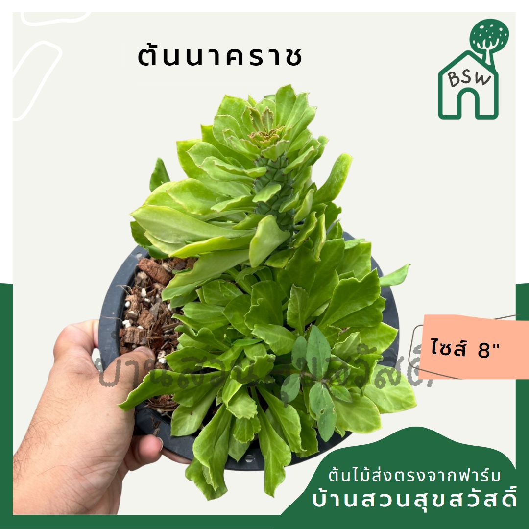 sp : ต้นนาคราช เขียว มาพร้อมกระถาง 8 นิ้ว พร้อมลวดแขวน lz : นาคราช (เขียว) กระถาง 8 นิ้ว พร้อมลวดแขวน