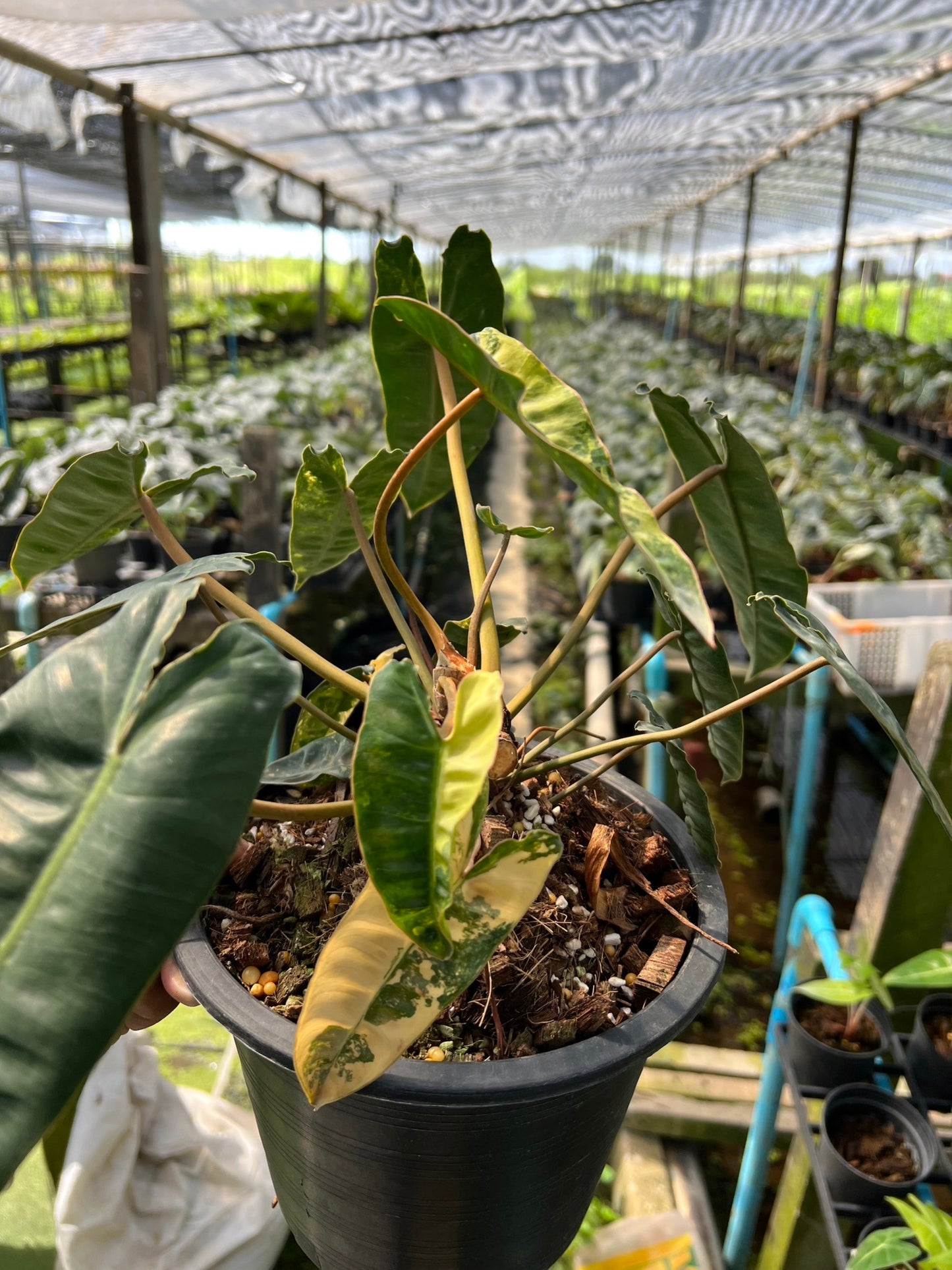 Philodendron billietiae variegated ก้านส้มด่าง ไม้ยอด