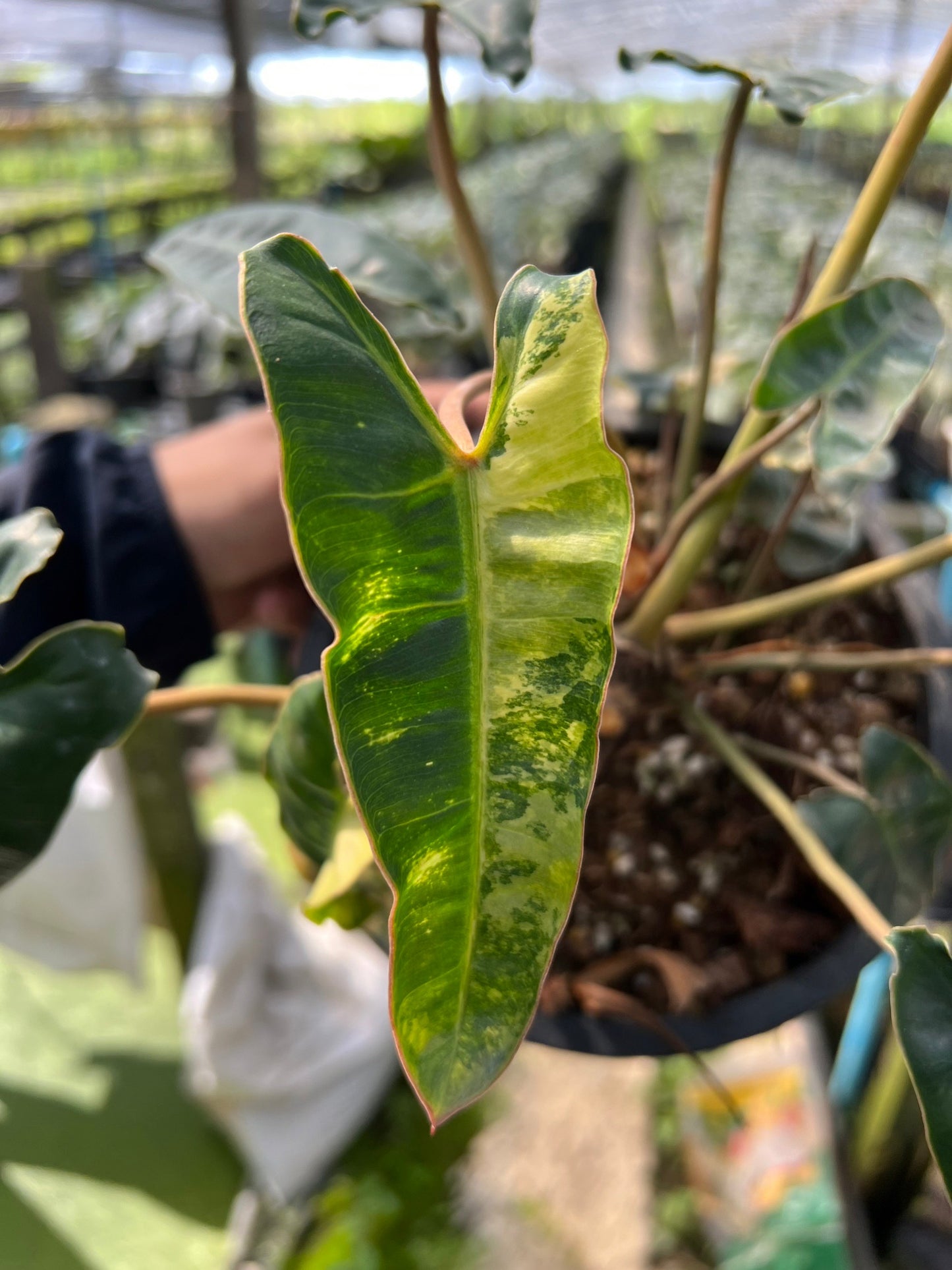 Philodendron billietiae variegated ก้านส้มด่าง ไม้ยอด