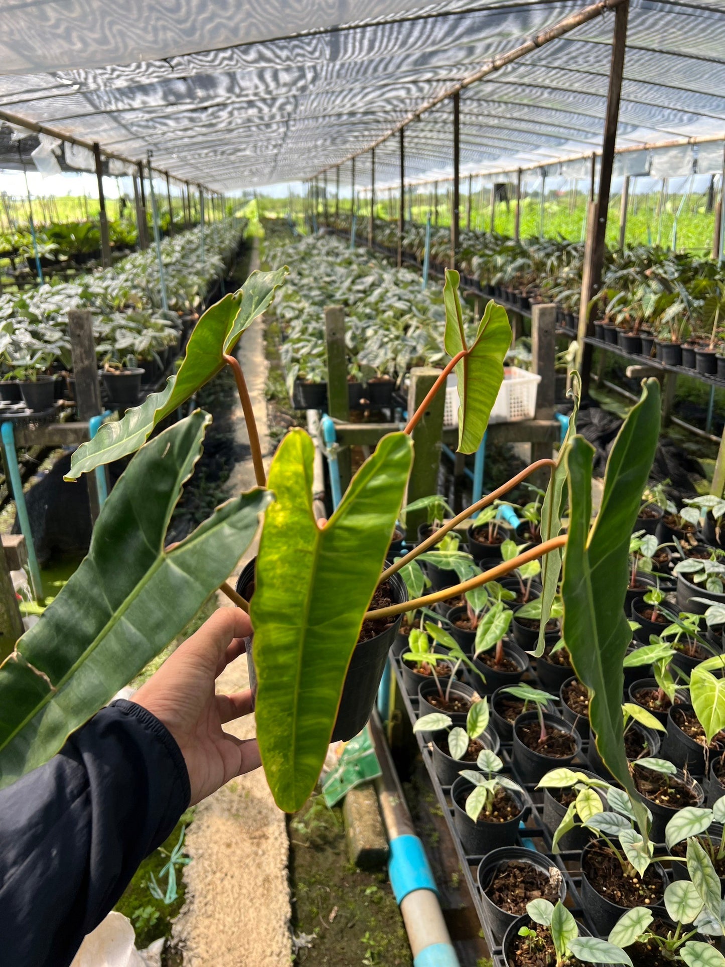 Philodendron billietiae variegated ก้านส้มด่าง ไม้ยอด